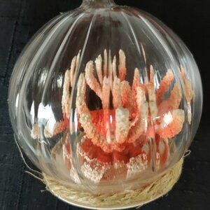 Pottery Barn *NWT CORAL in Glass Cloche Christmas Ornament Ocean Beach Coastal